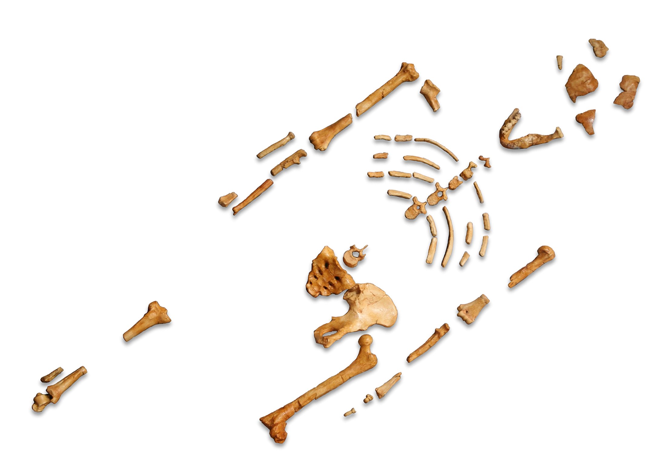 Reconstruction_of_the_fossil_skeleton_of_Lucy_zxlnrt.jpg